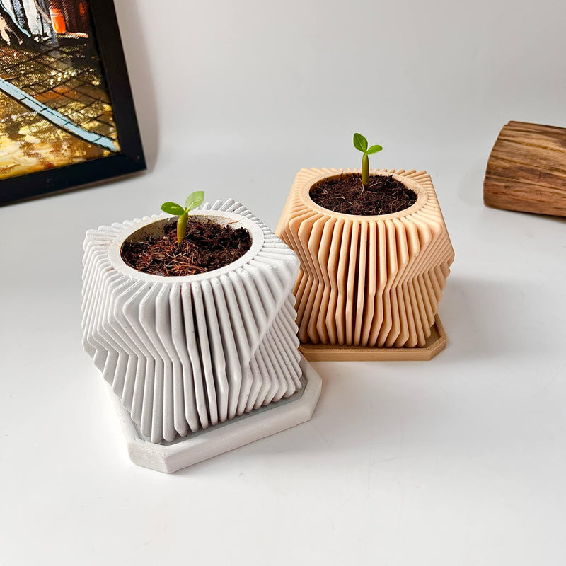 Set Hạt Hoa Sứ Trồng Cây cho bé tự khám phá