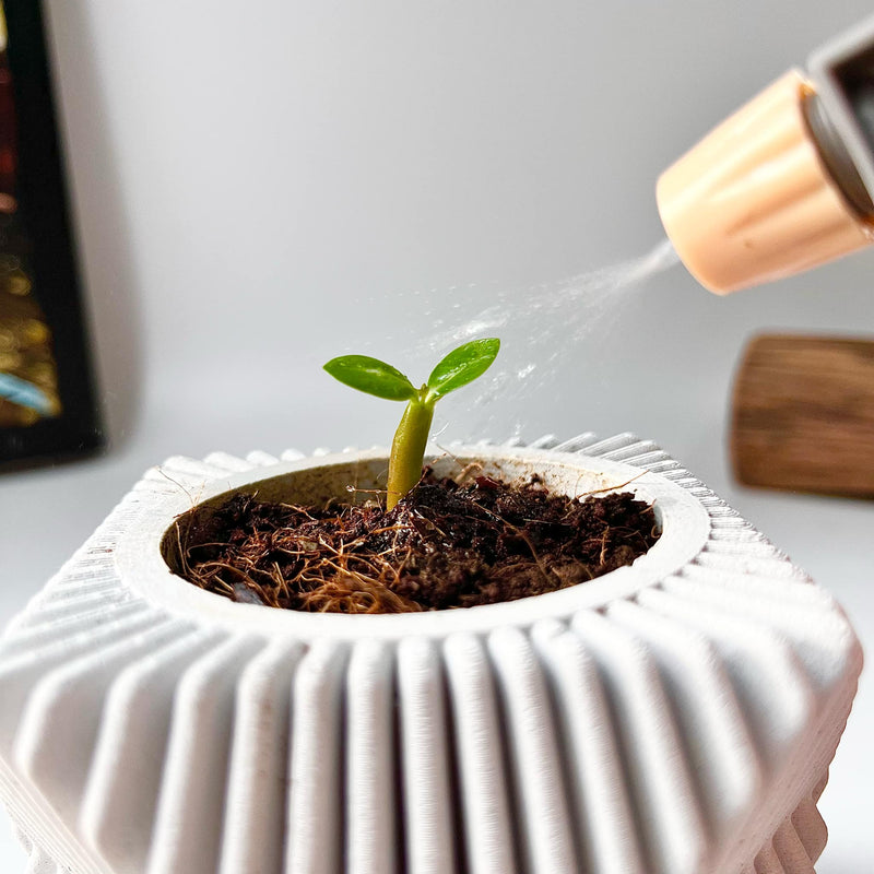 Set Hạt Hoa Sứ Trồng Cây cho bé tự khám phá