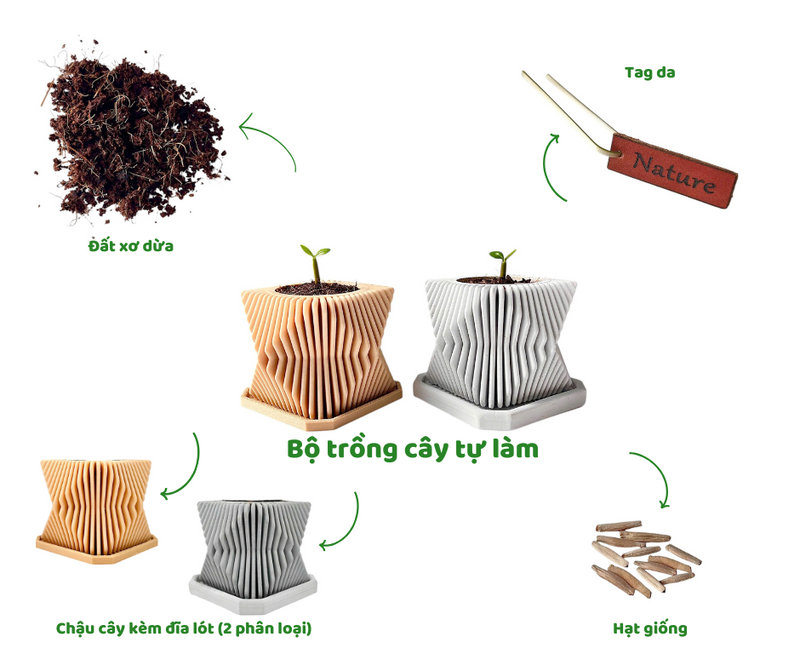 Set Hạt Hoa Sứ Trồng Cây cho bé tự khám phá