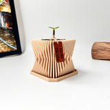 Set Hạt Hoa Sứ Trồng Cây cho bé tự khám phá