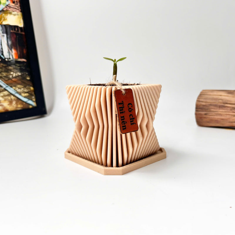 Set Hạt Hoa Sứ Trồng Cây cho bé tự khám phá